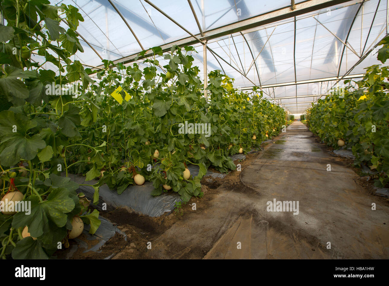 greenhouse,gardening,China Stock Photo