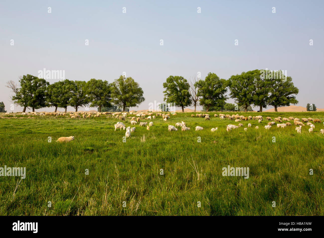 Flock of sheep grazing on a field in the countryside of Neimenggu Stock ...
