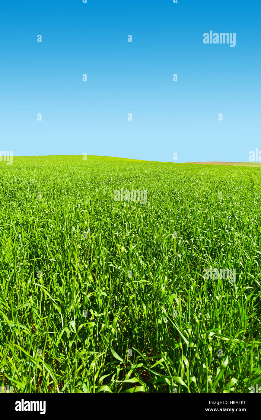 Field in Israel Stock Photo - Alamy