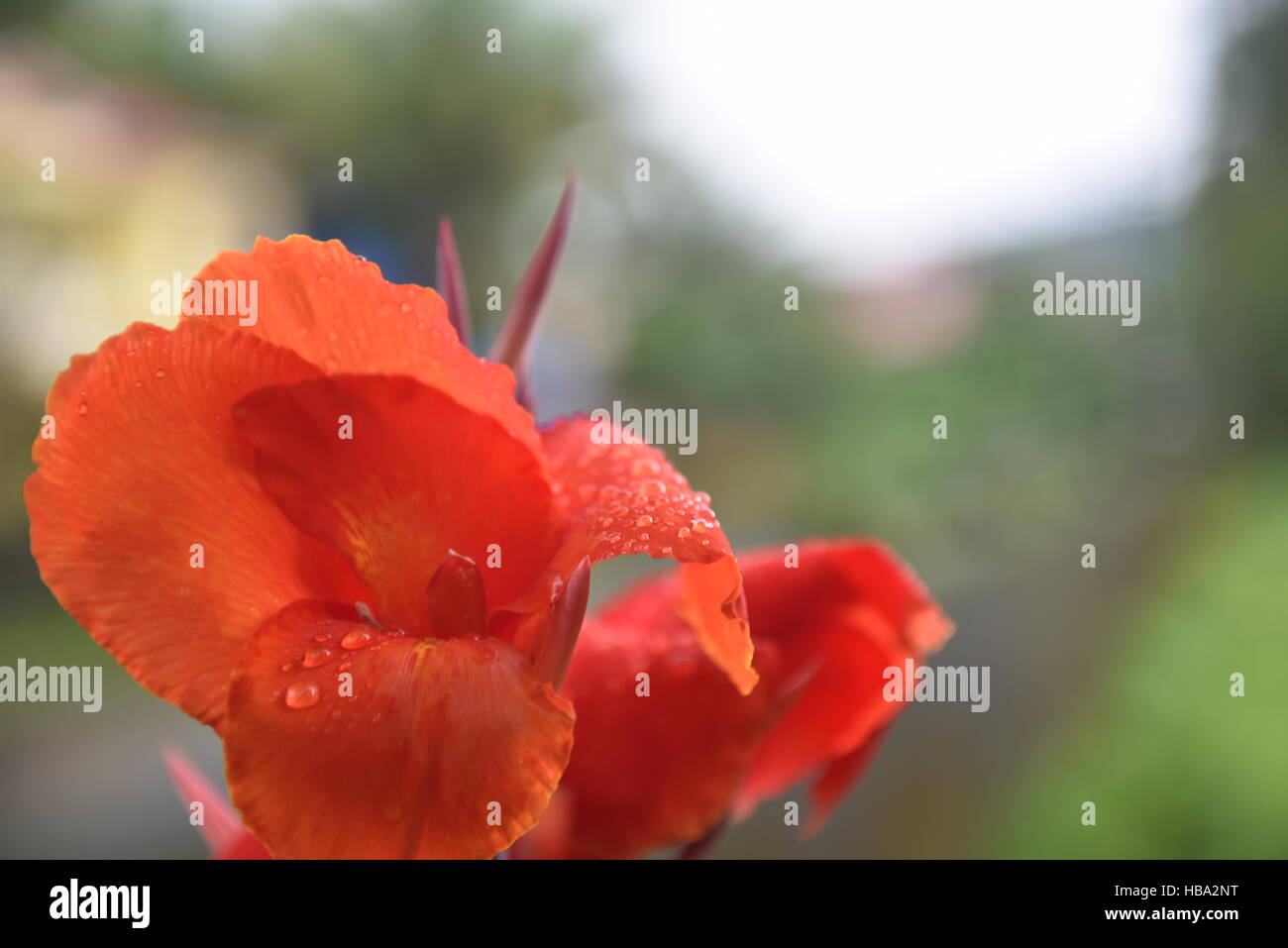 Canna lily, although not a true lily. Indian flower plant footage taken in rainy days Stock Photo
