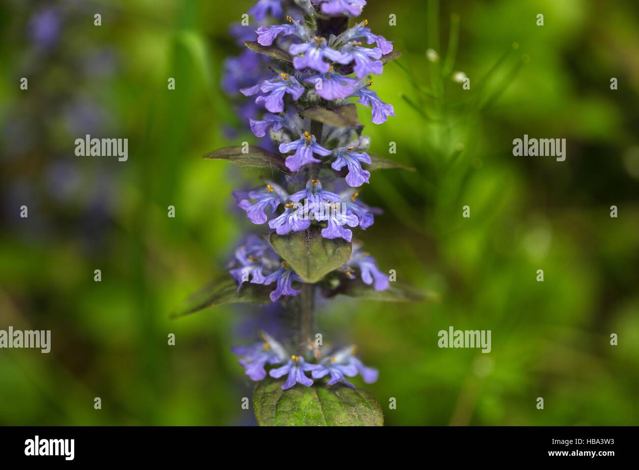 Bugle Flower Stock Photo Alamy