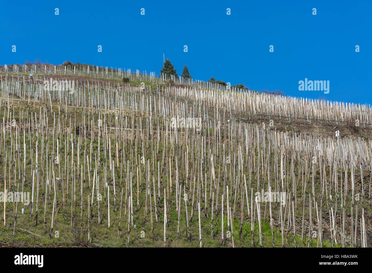 Vineyards on the Moselle Stock Photo