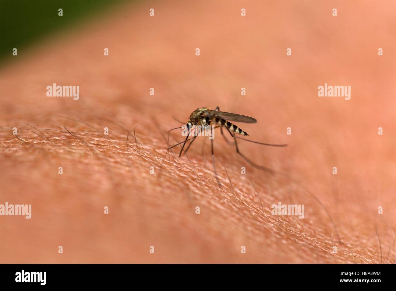 Mosquito sucking blod Stock Photo