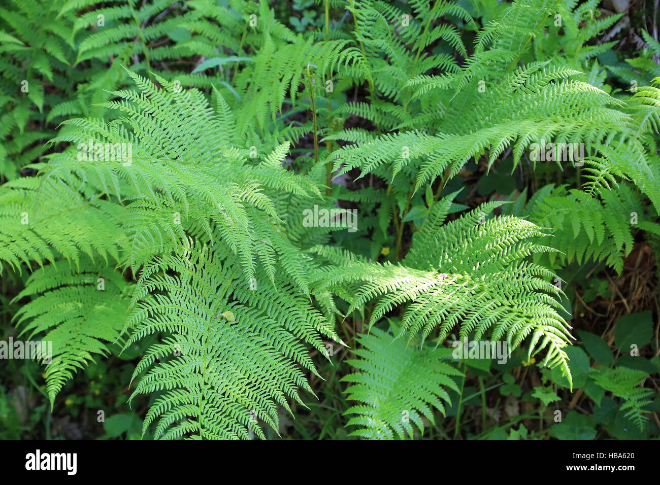 Lady fern, Athyrium filix-femina Stock Photo