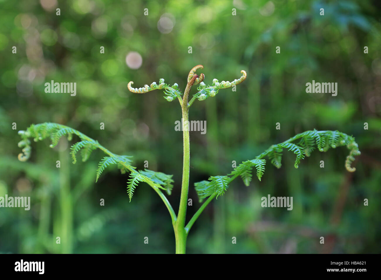 Sprouting bracken, Pteridium aquilinum Stock Photo