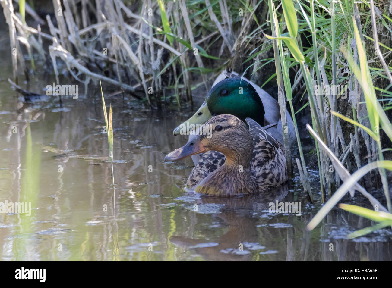 Pair of ducks in water Stock Photo
