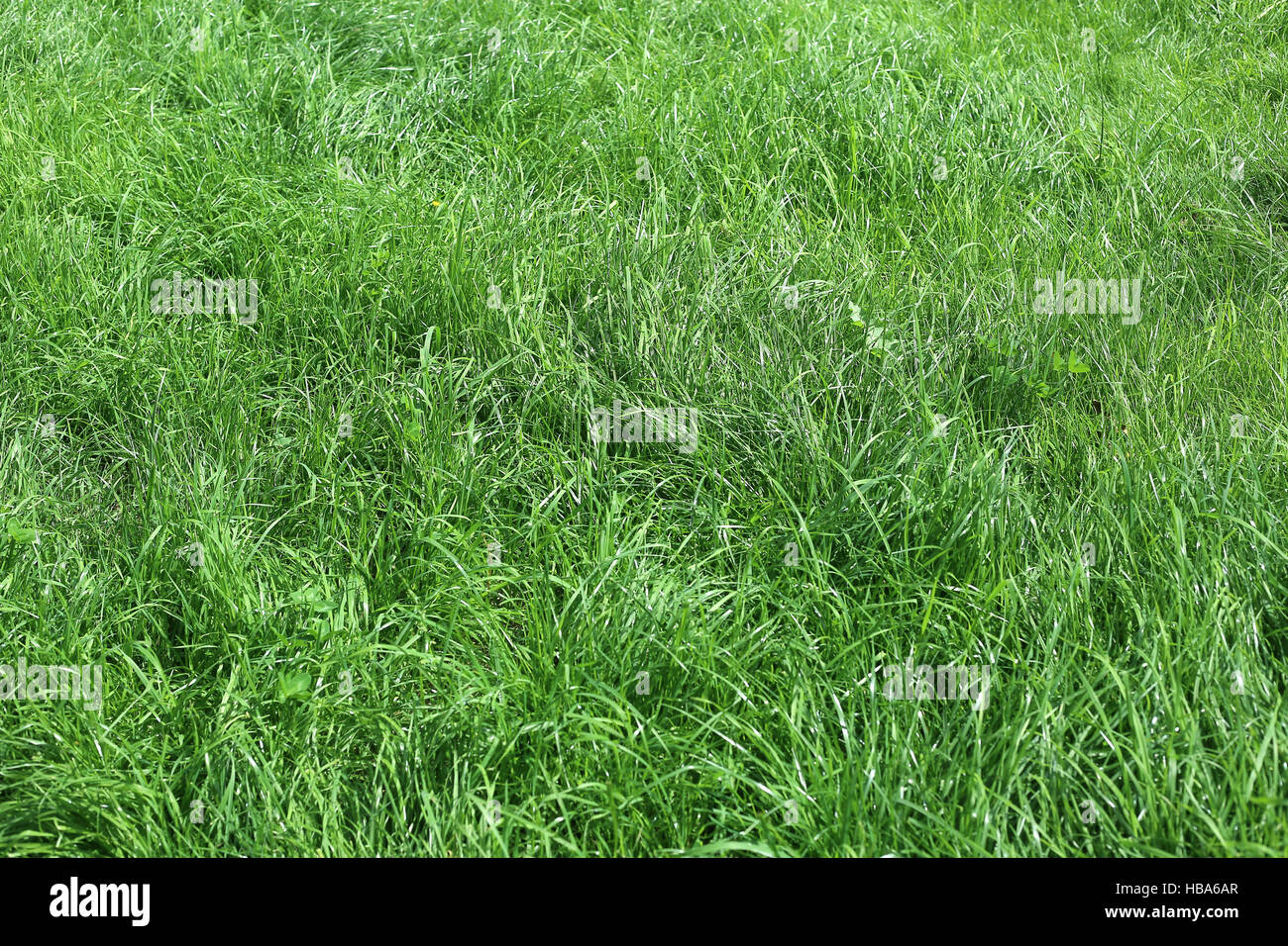 Green grass nature background Stock Photo - Alamy