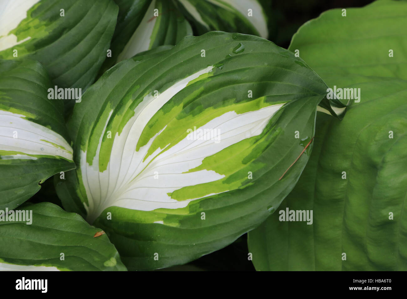 Wavy plantain lily, Hosta undulata Stock Photo