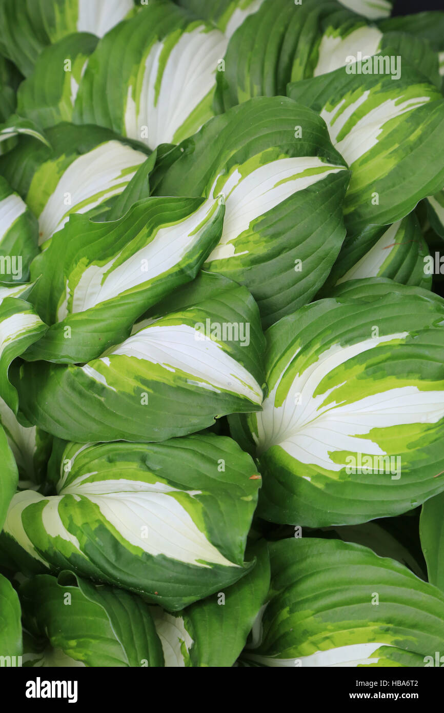 Wavy plantain lily, Hosta undulata Stock Photo