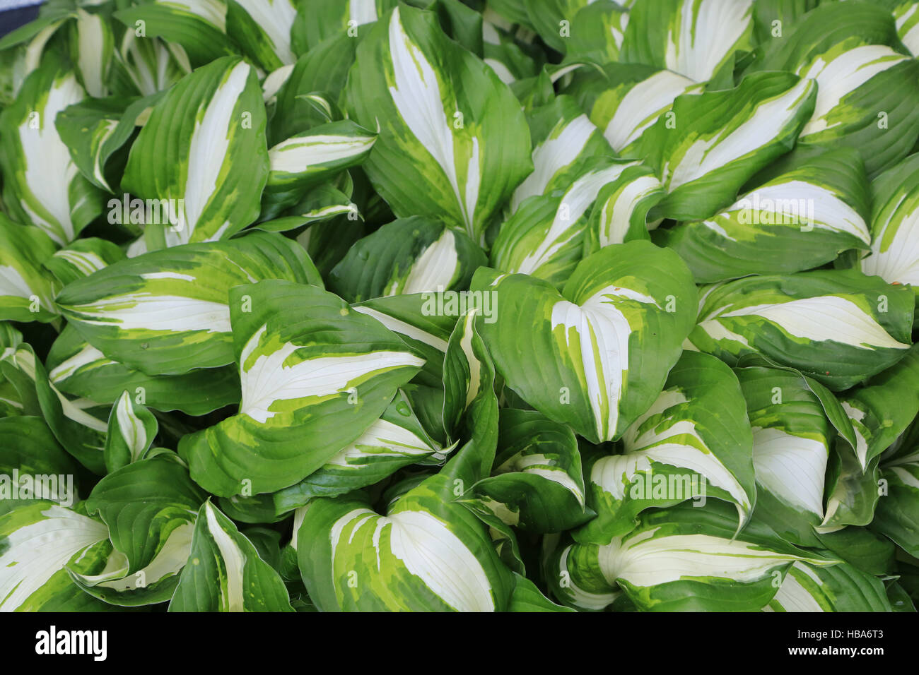 Wavy plantain lily, Hosta undulata Stock Photo