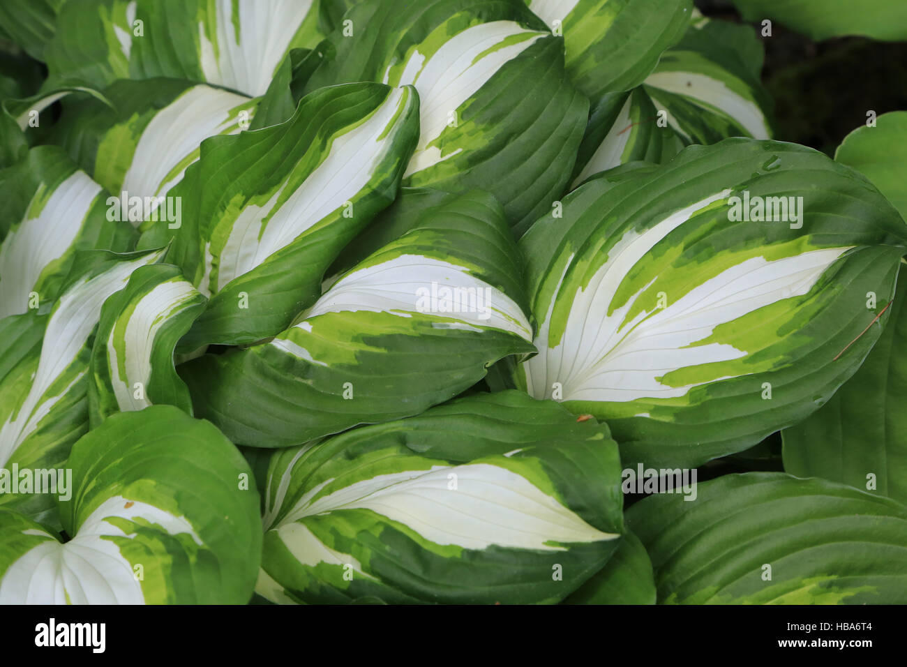 Wavy plantain lily, Hosta undulata Stock Photo