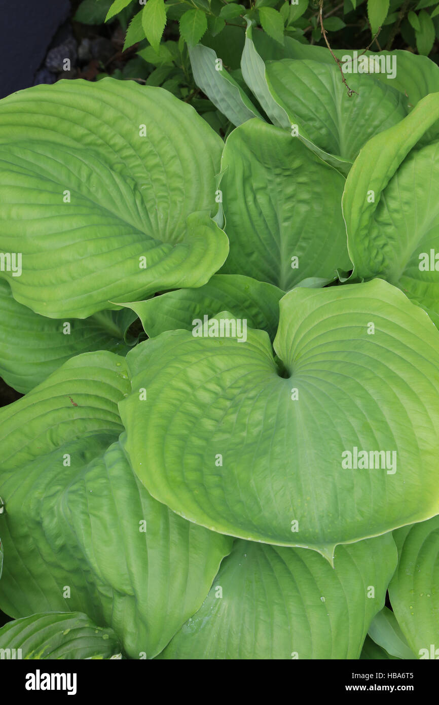 Plantain lily, Hosta Sum and Substance Stock Photo