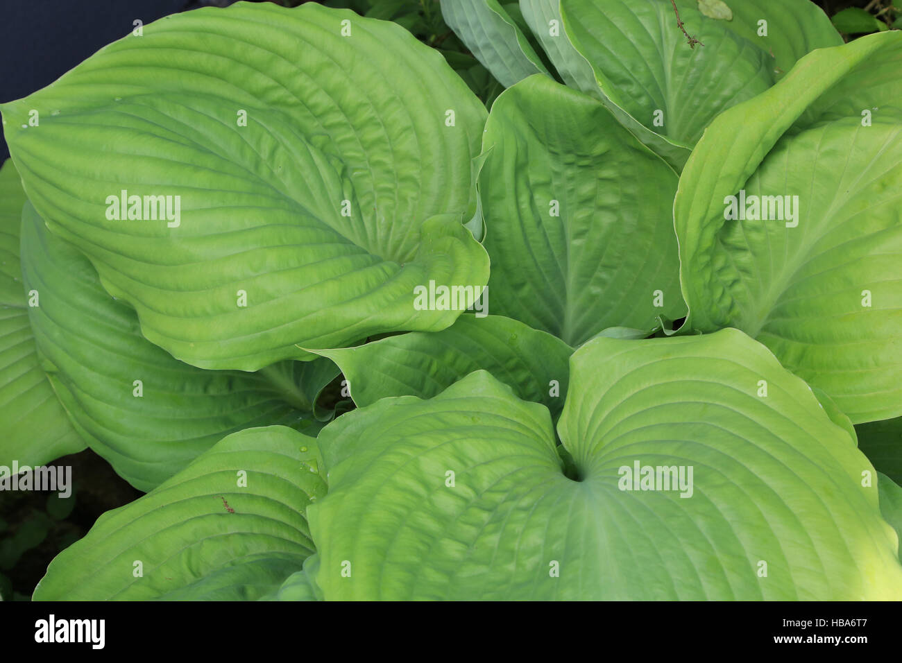 Plantain lily, Hosta Sum and Substance Stock Photo