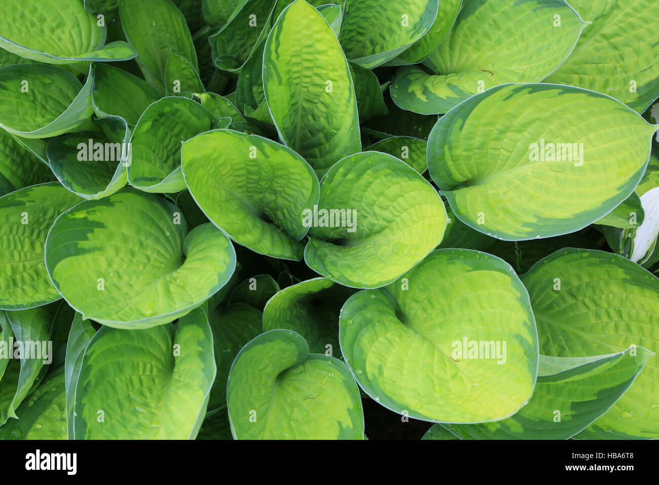 Plantain lily, Hosta June Fever Stock Photo