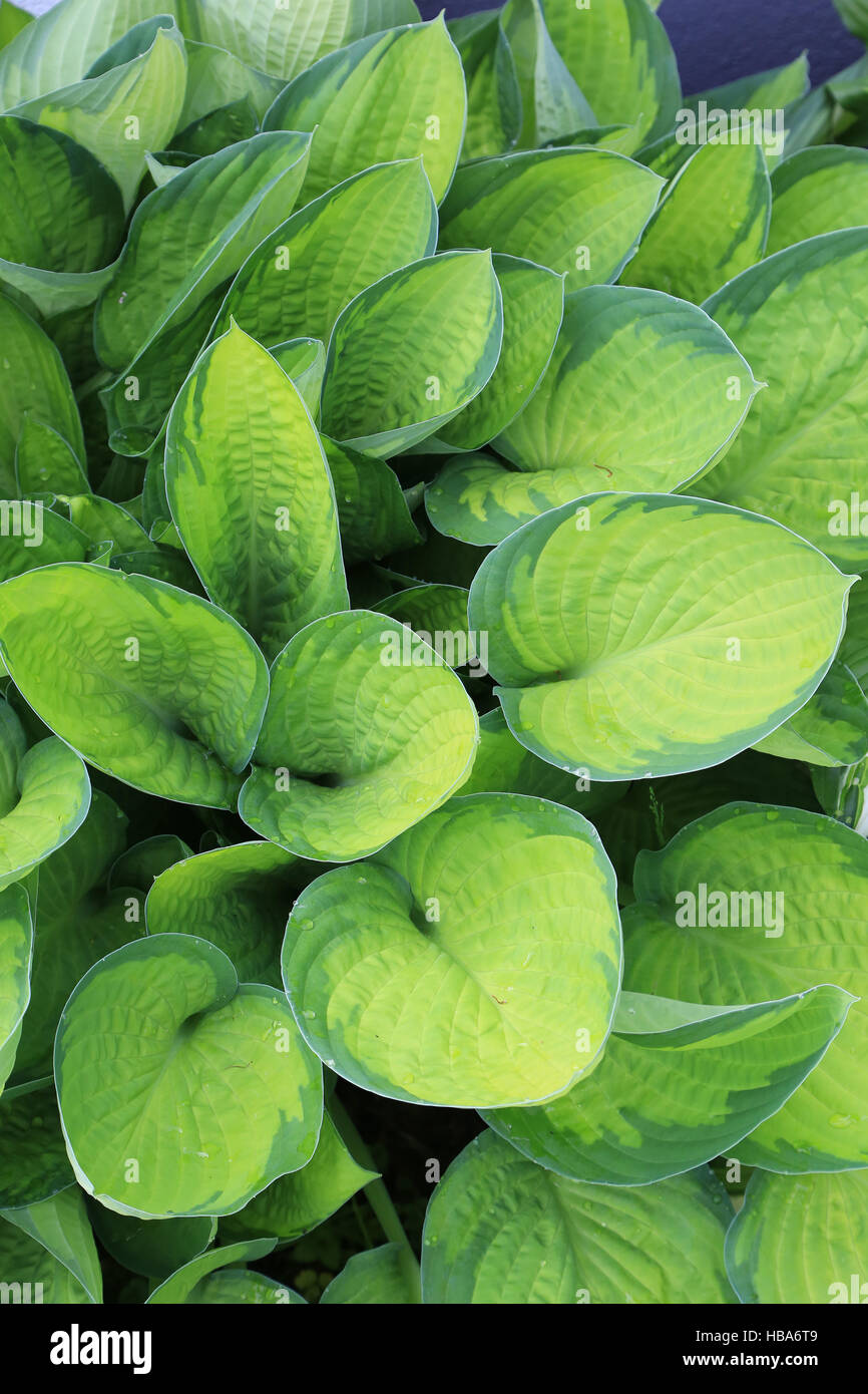 Plantain lily, Hosta June Fever Stock Photo