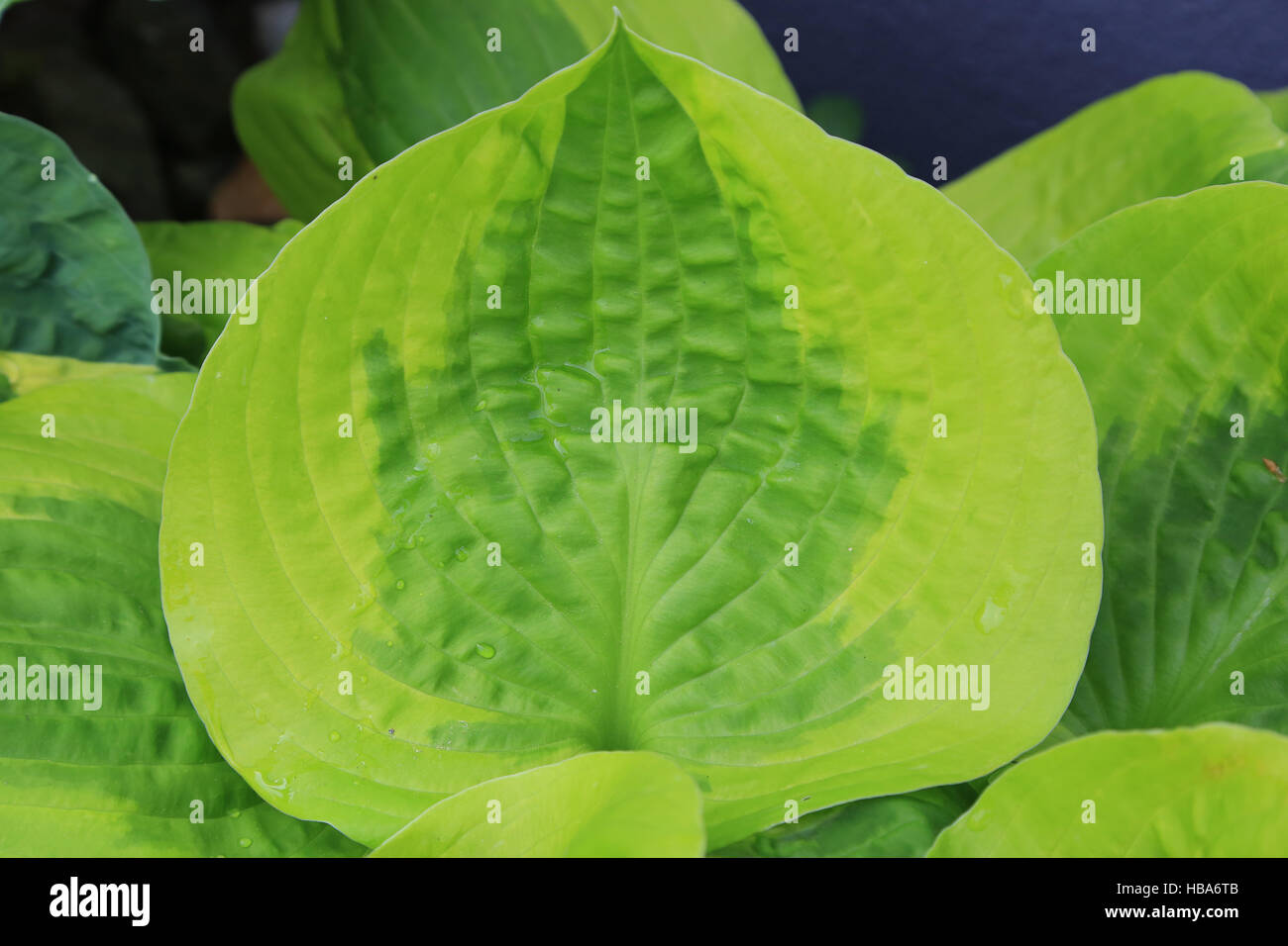 Plantain lily, Hosta Stock Photo