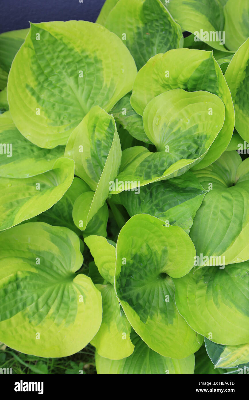 Plantain lily, Hosta Stock Photo