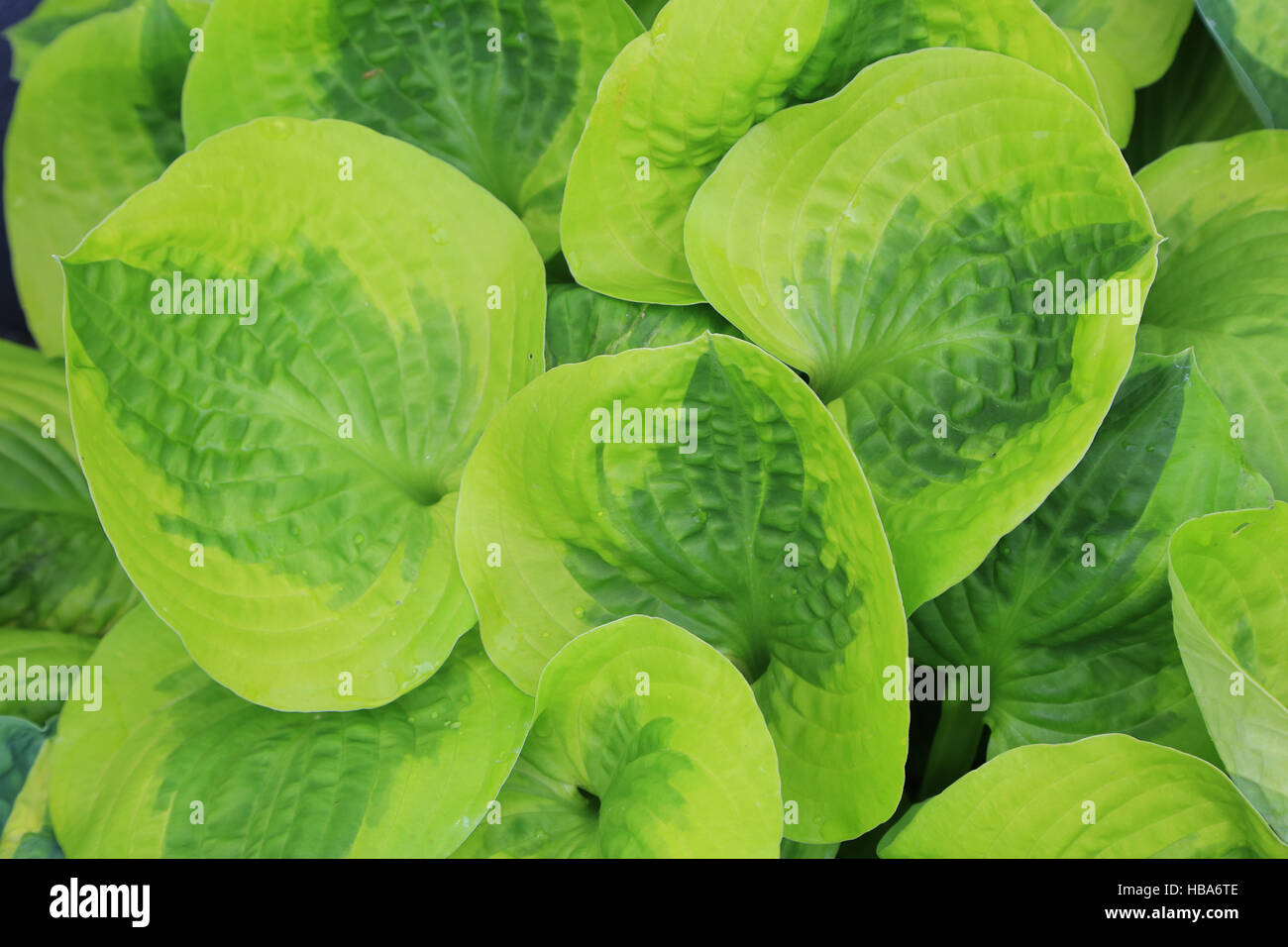Plantain lily, Hosta Stock Photo