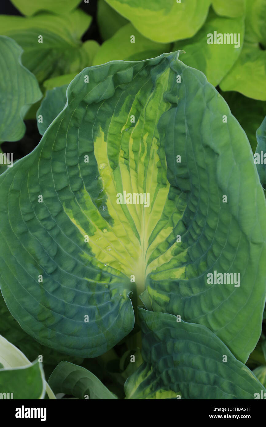 Plantain lily, Hosta Dream Waver Stock Photo