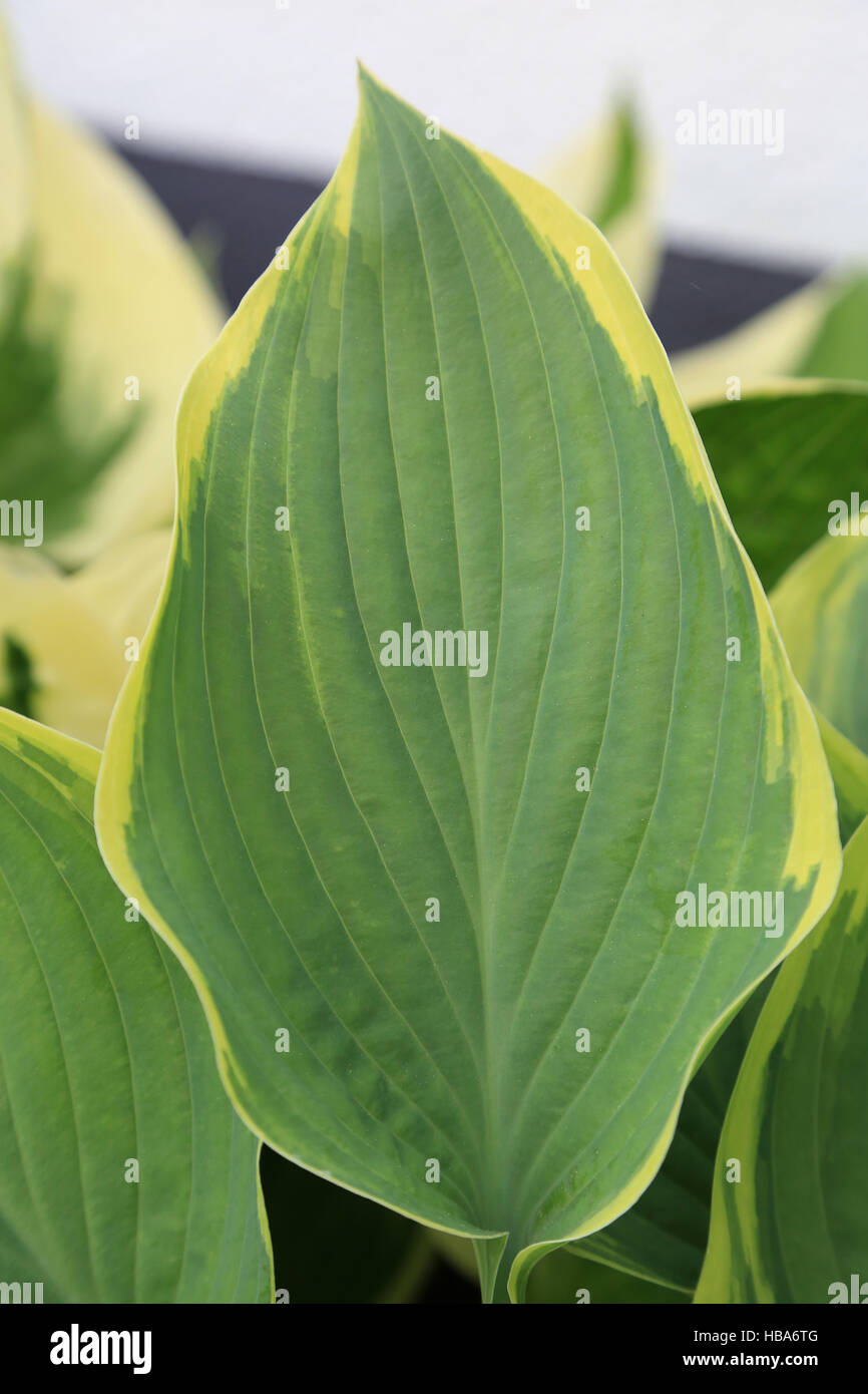 Plantain lily, Hosta Dress Blues Stock Photo