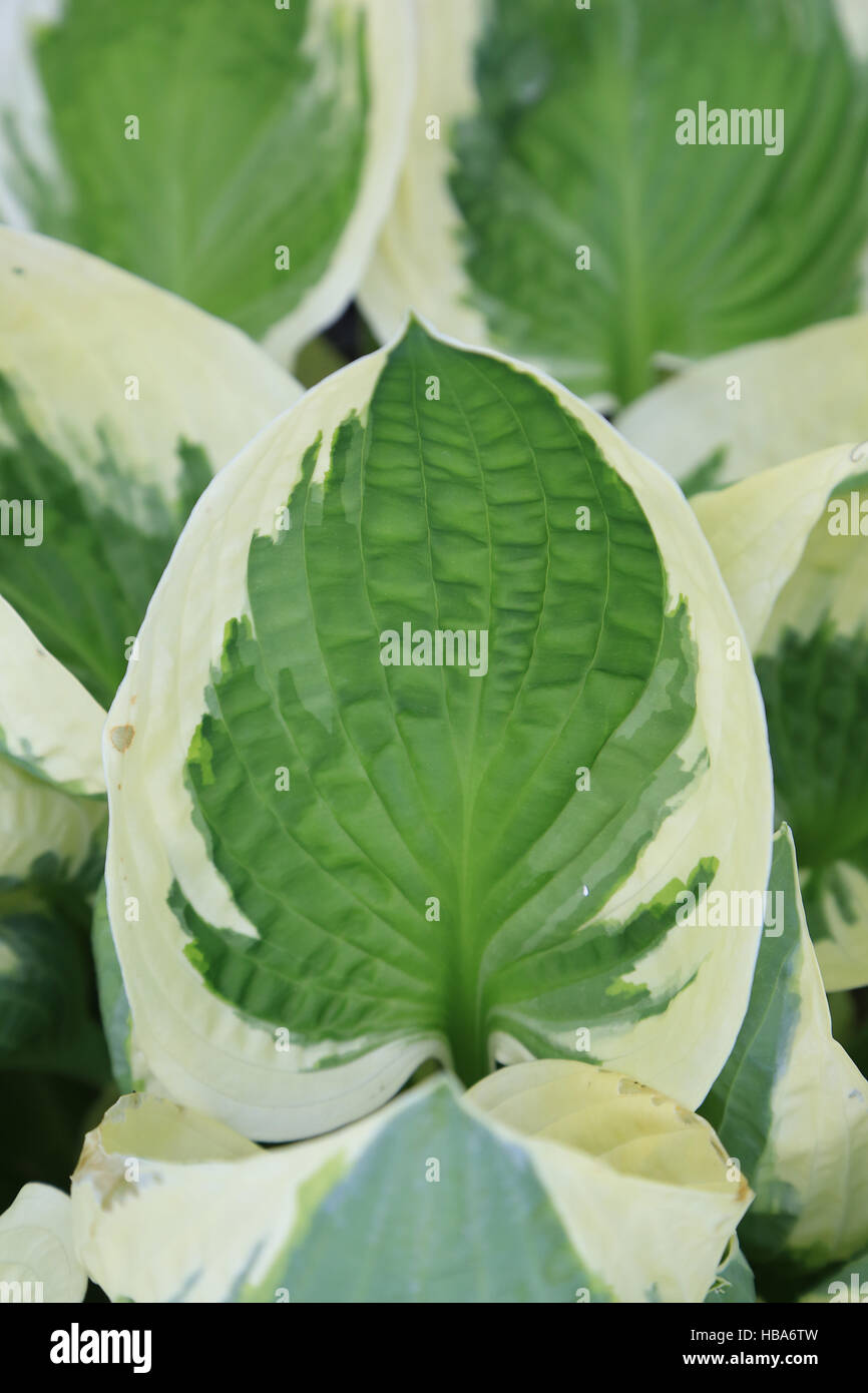 Plantain lily, Hosta Patriot Stock Photo