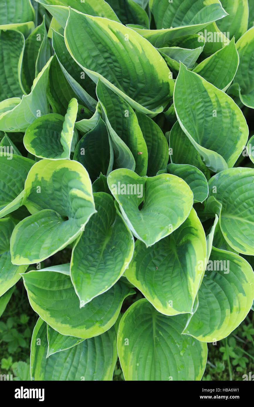 Plantain lily, Hosta fortunei aureomarginata Stock Photo