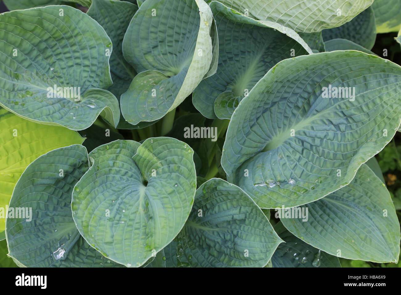 Plantain lily, Hosta Halcyon Stock Photo