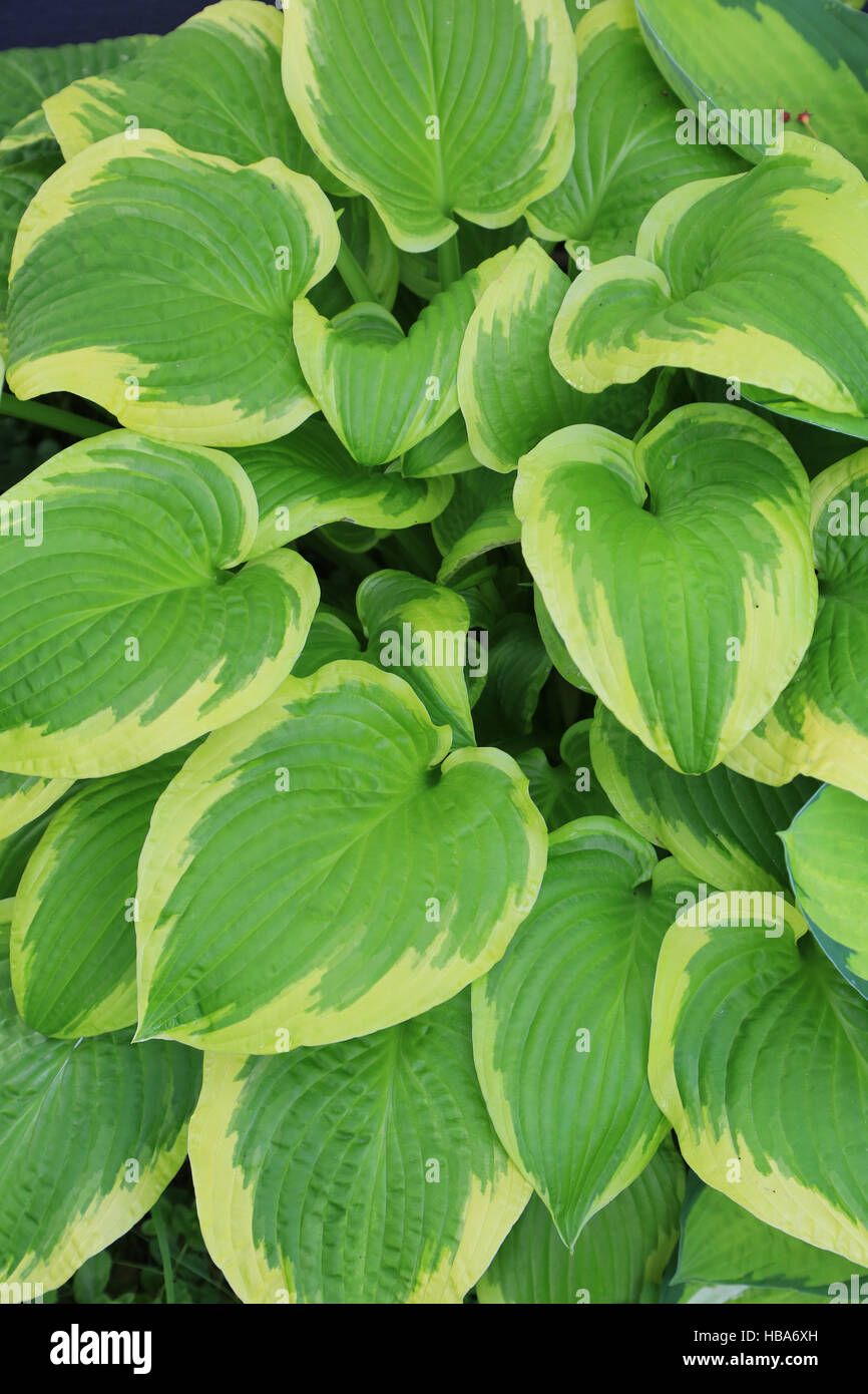 Plantain lily, Hosta Shade Fanfare Stock Photo