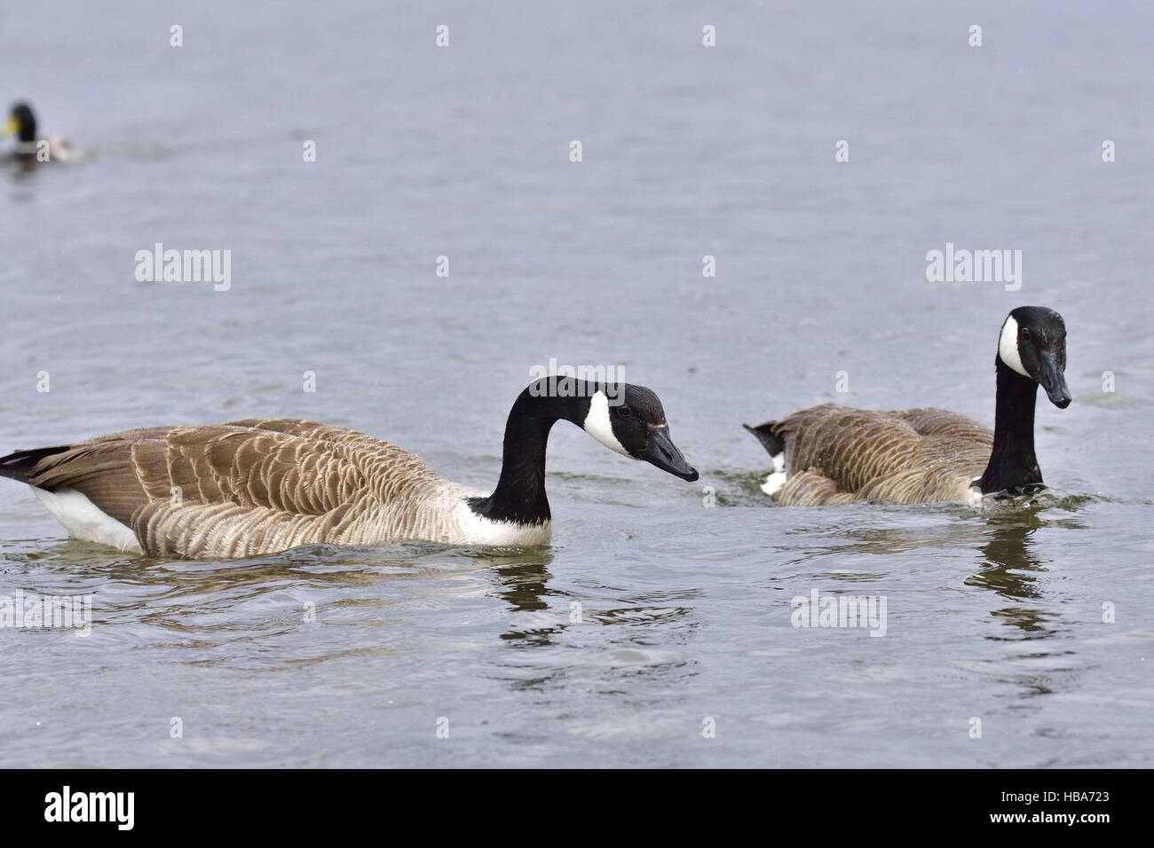 Canada goose Stock Photo