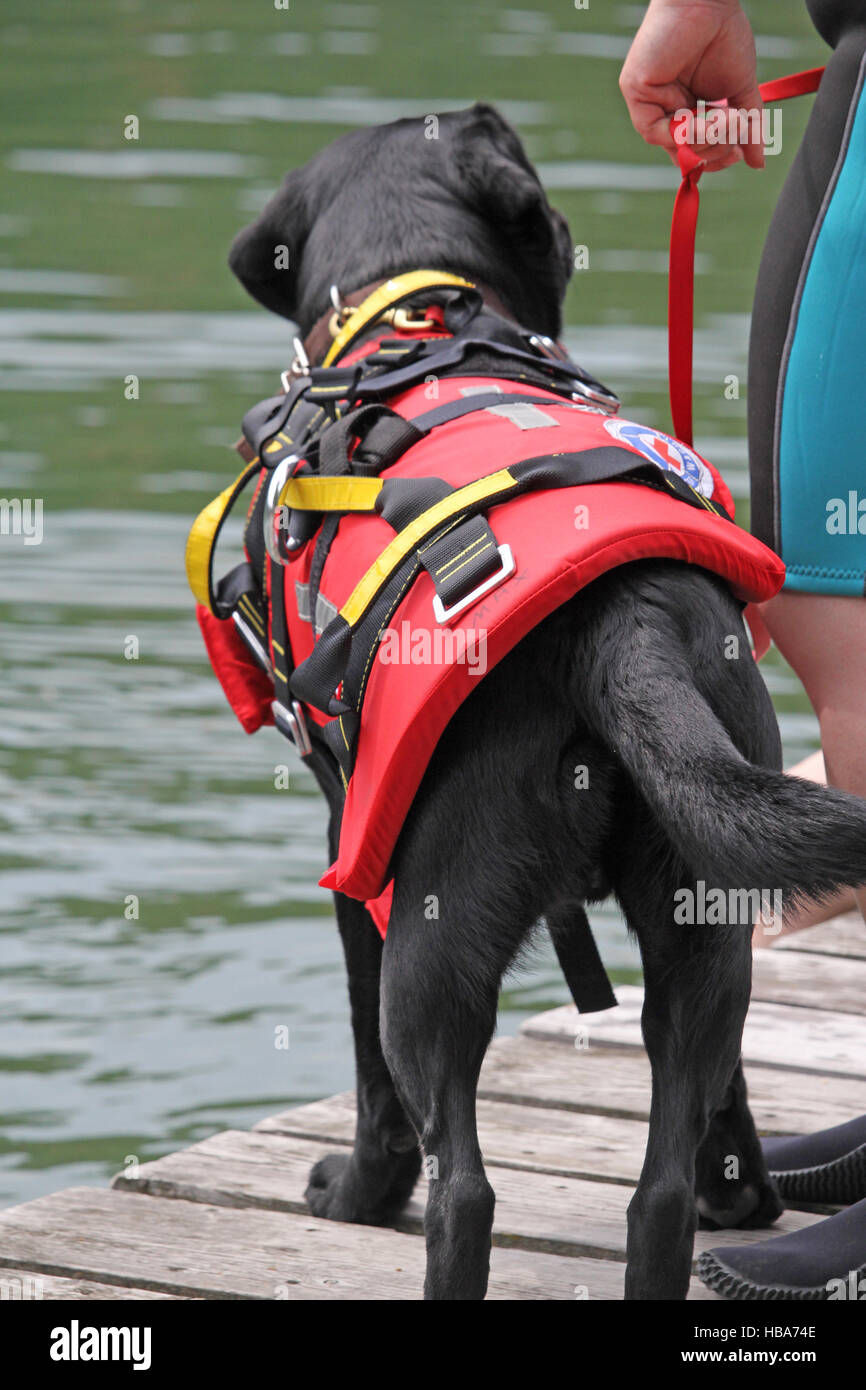 rescue dog Stock Photo