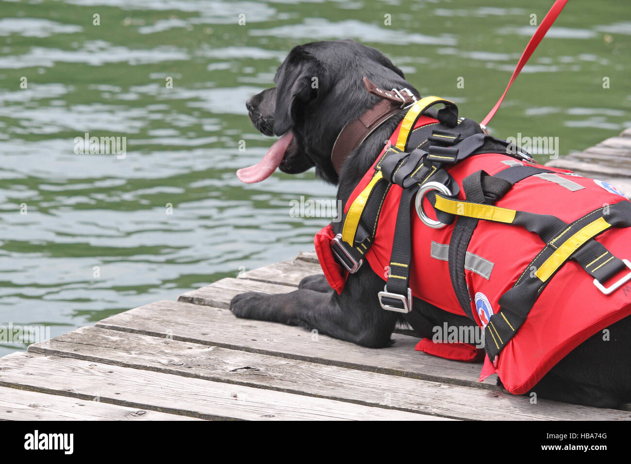 rescue dog Stock Photo