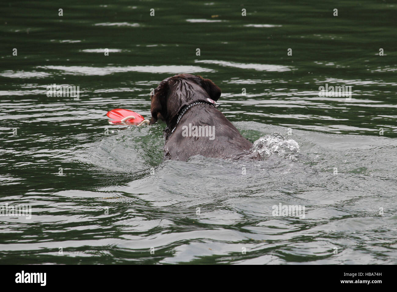 rescue dog Stock Photo