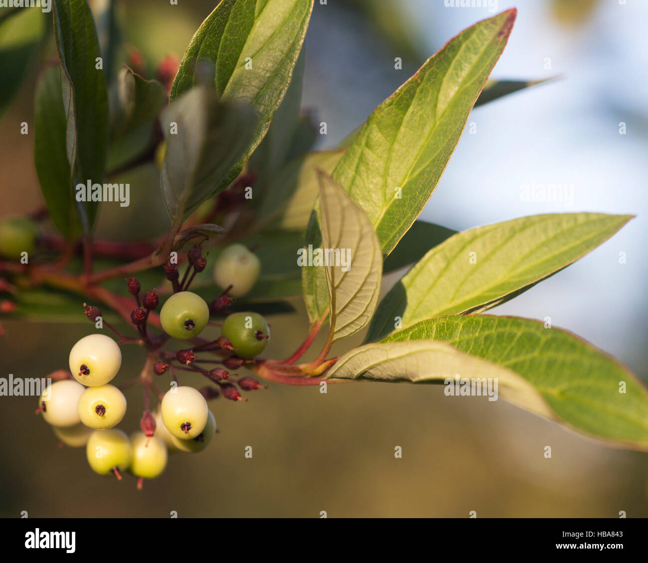 Red Osier Dogwood berries (Cornus sericea) Stock Photo