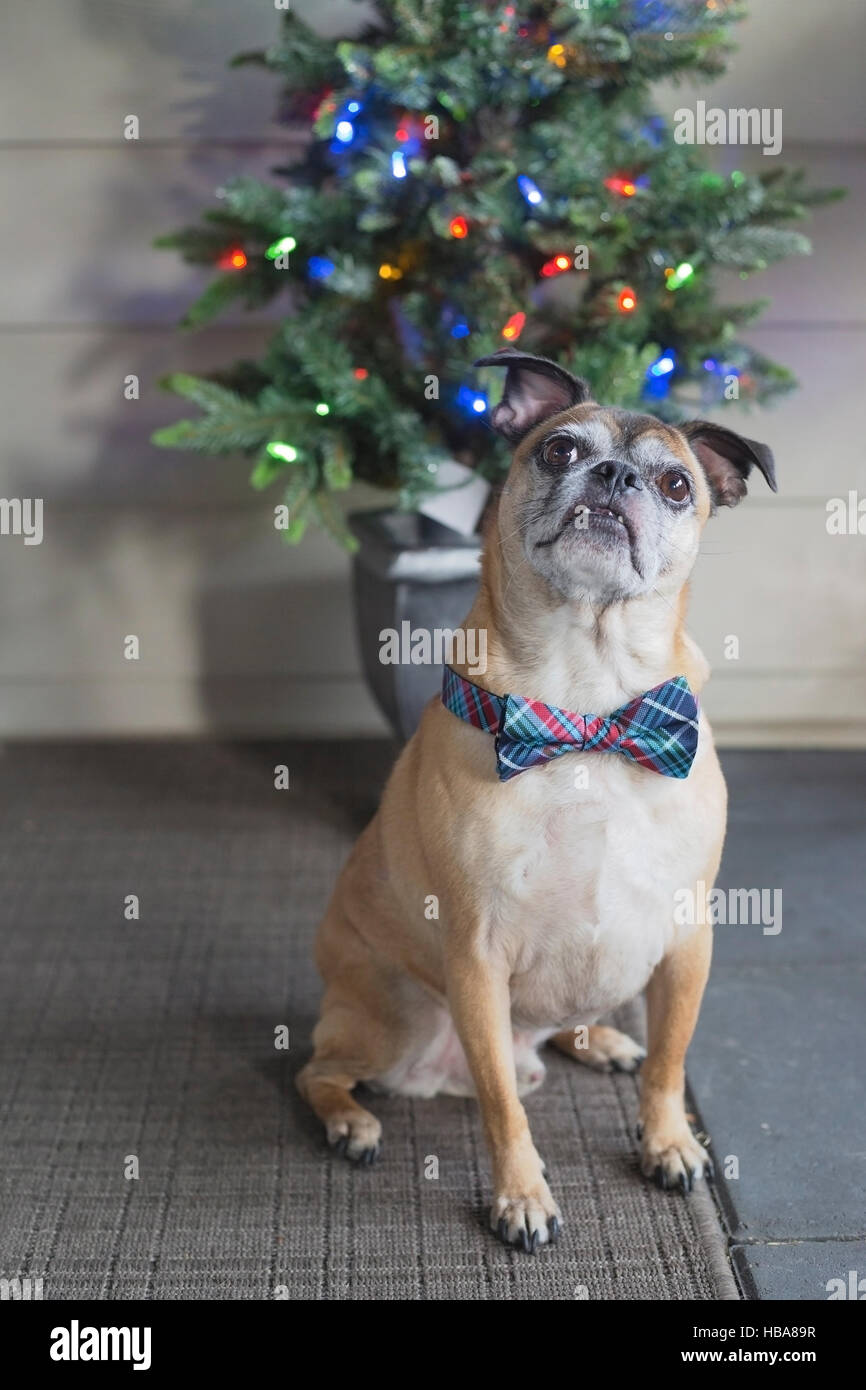 Bugg dog (crossbred Boston Terrier and Pug) with bow tie in front of Christmas tree Stock Photo