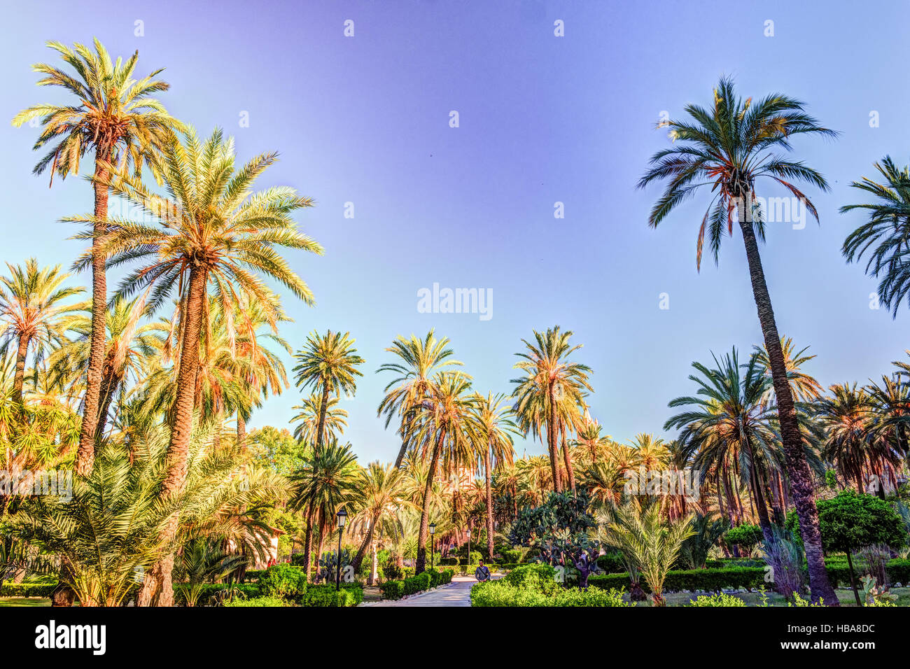 Palm trees in a tropical resort at beautiful sunny day Stock Photo - Alamy