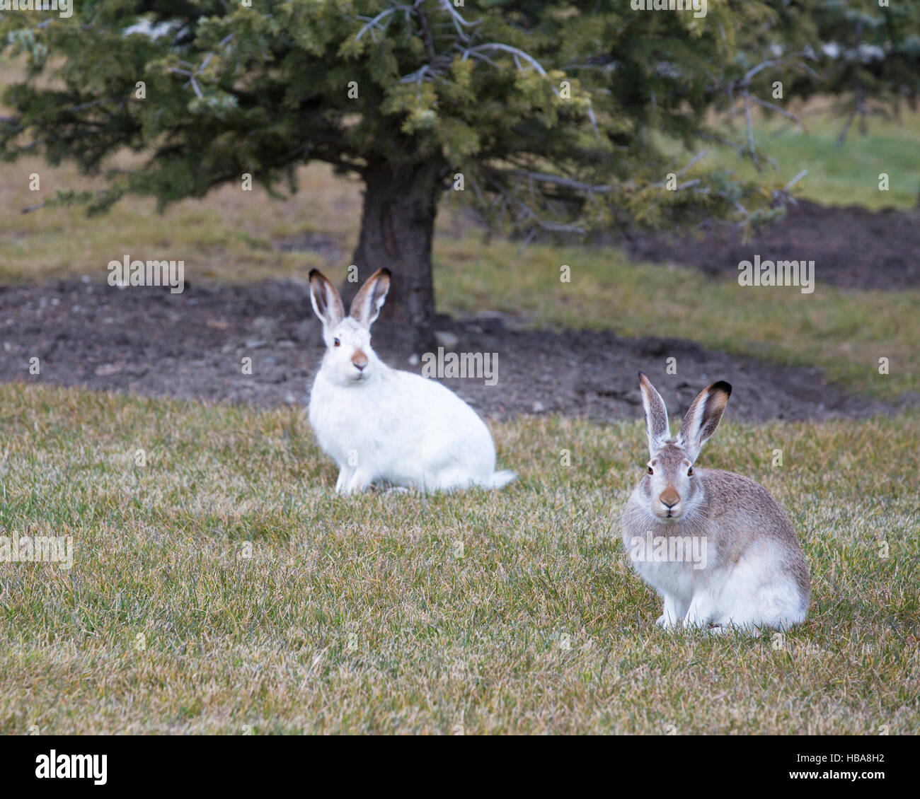 Two white-tailed jackrabbits in different stages of turning from brown to white color in autumn. (Lepus townsendi) Stock Photo