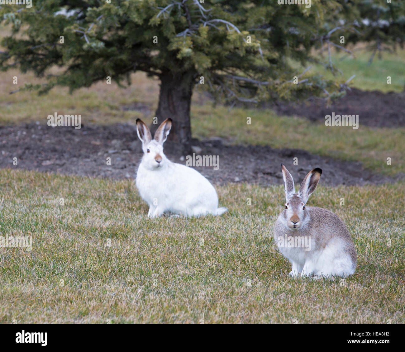 Whitetailed Jackrabbits (Lepus townsendi) in different stages of
