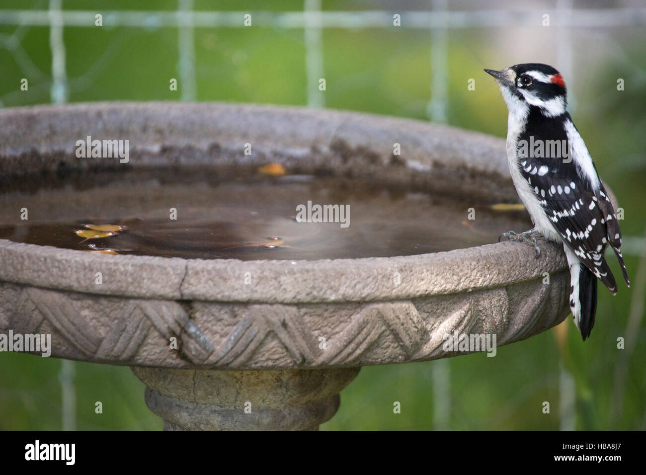 Male Downy Woodpecker perched on bird bath in home garden in summer (Dryobates pubescens) Stock Photo