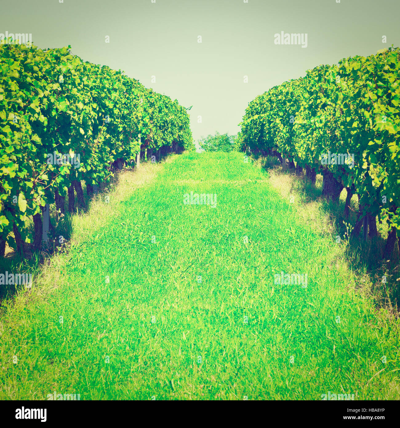Grape vines france rows hi-res stock photography and images - Alamy