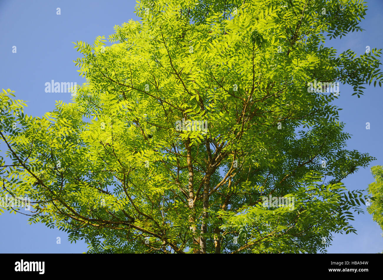 Fraxinus excelsior, Ash Stock Photo