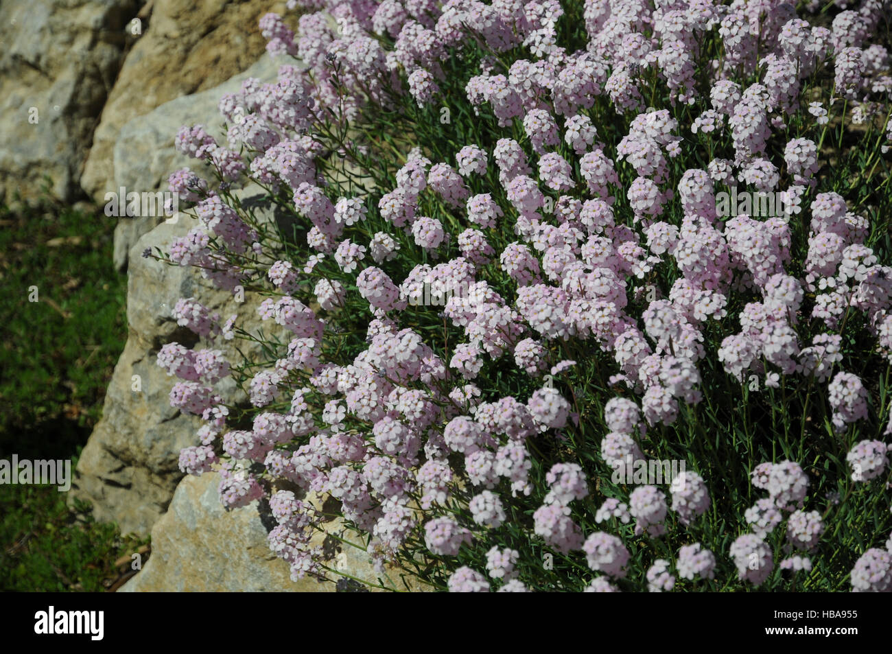 Aethionema grandiflora, Persian stonecress Stock Photo