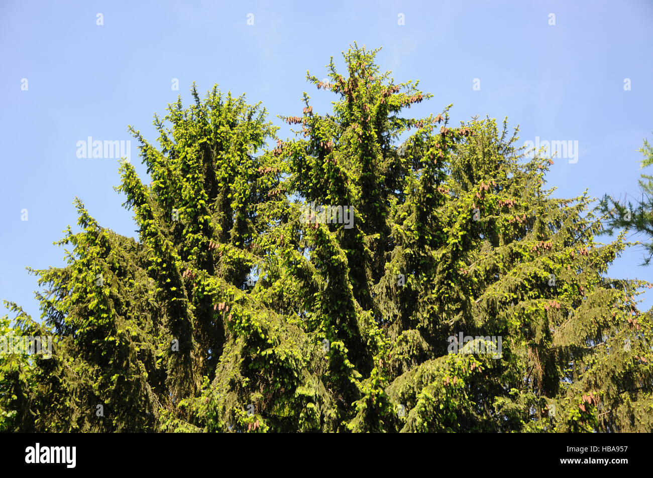 Picea abies, Norway spruce Stock Photo
