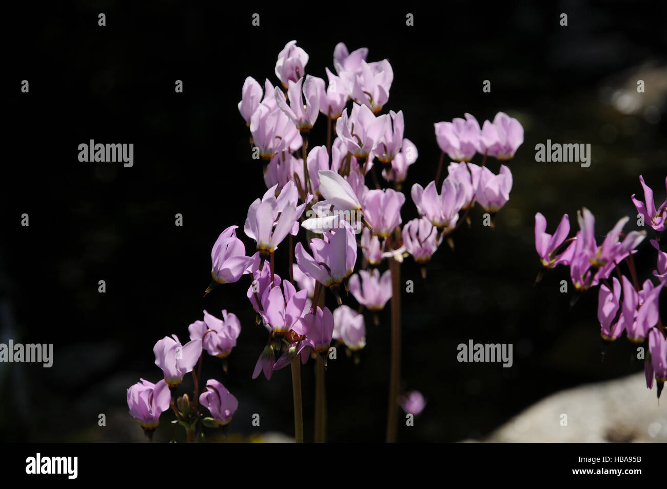 Dodecatheon meadia, Meads shootingstar Stock Photo