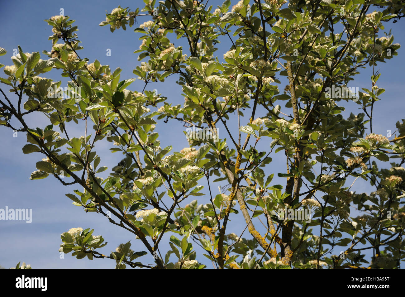 Sorbus rupicola, Rock-rowan Stock Photo