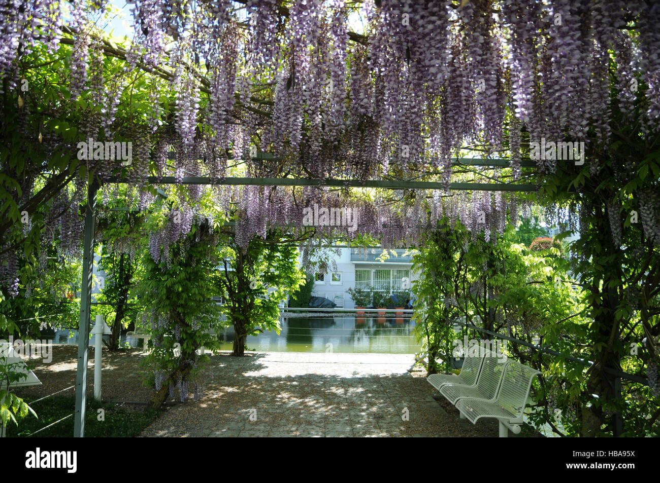 Japanischer Blauregen Wisteria floribunda Stock Photo - Alamy