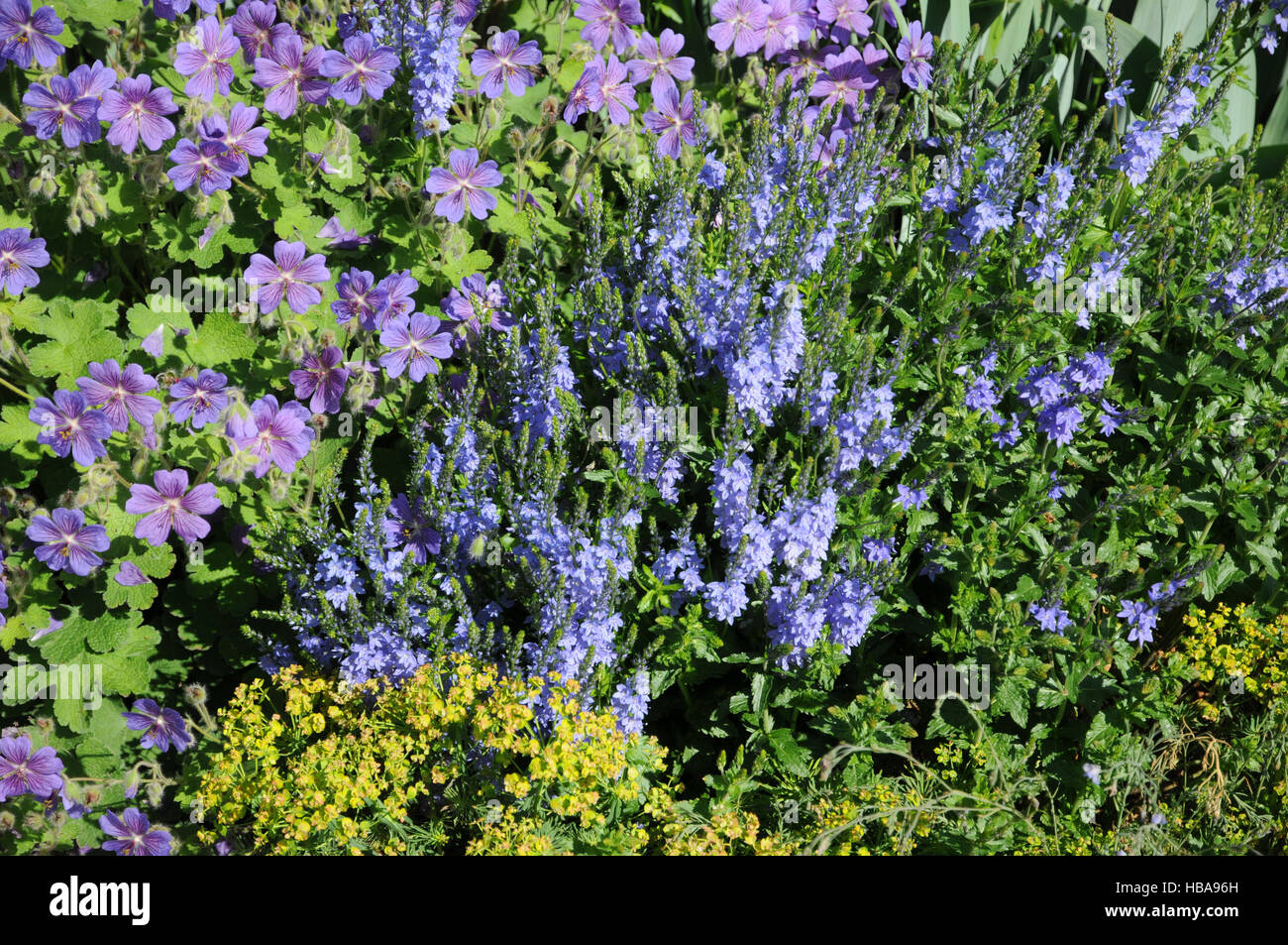 Veronica teucrium, Large speedwell Stock Photo