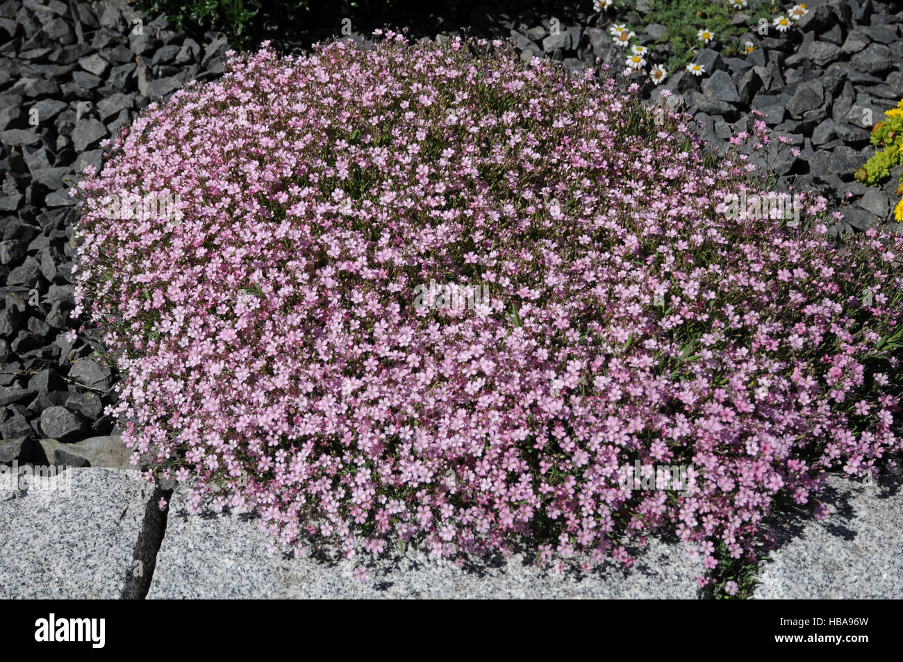 Saponaria ocymoides, Rock soapwort Stock Photo