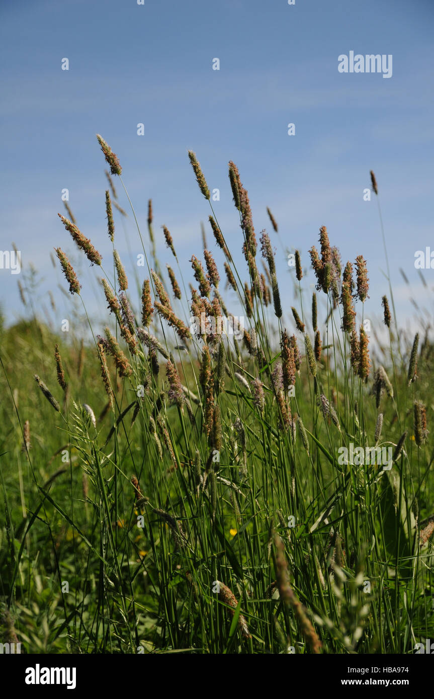 Alopecurus pratensis, Meadow foxtail Stock Photo