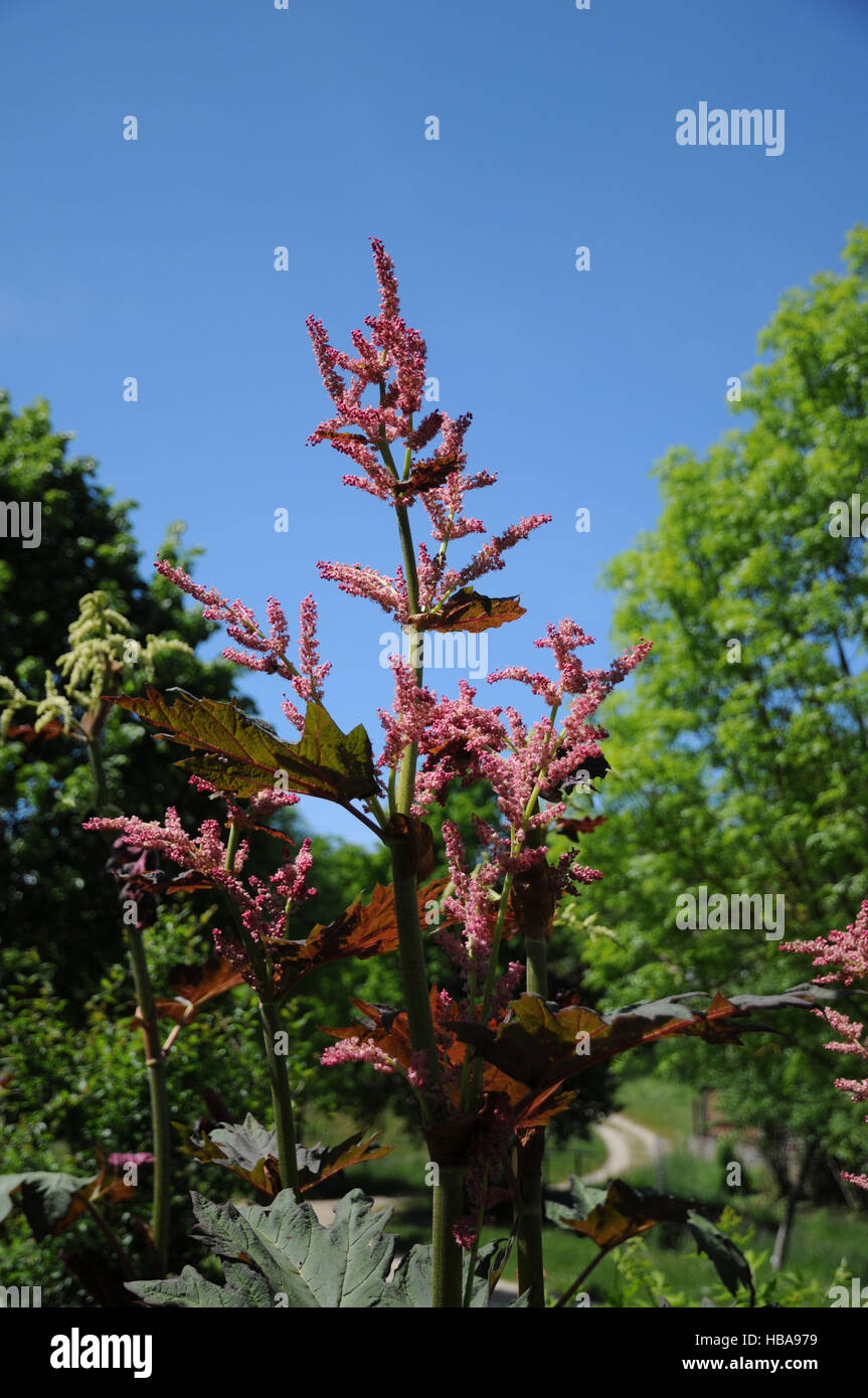 Chinese rhubarb plant hi-res stock photography and images - Alamy