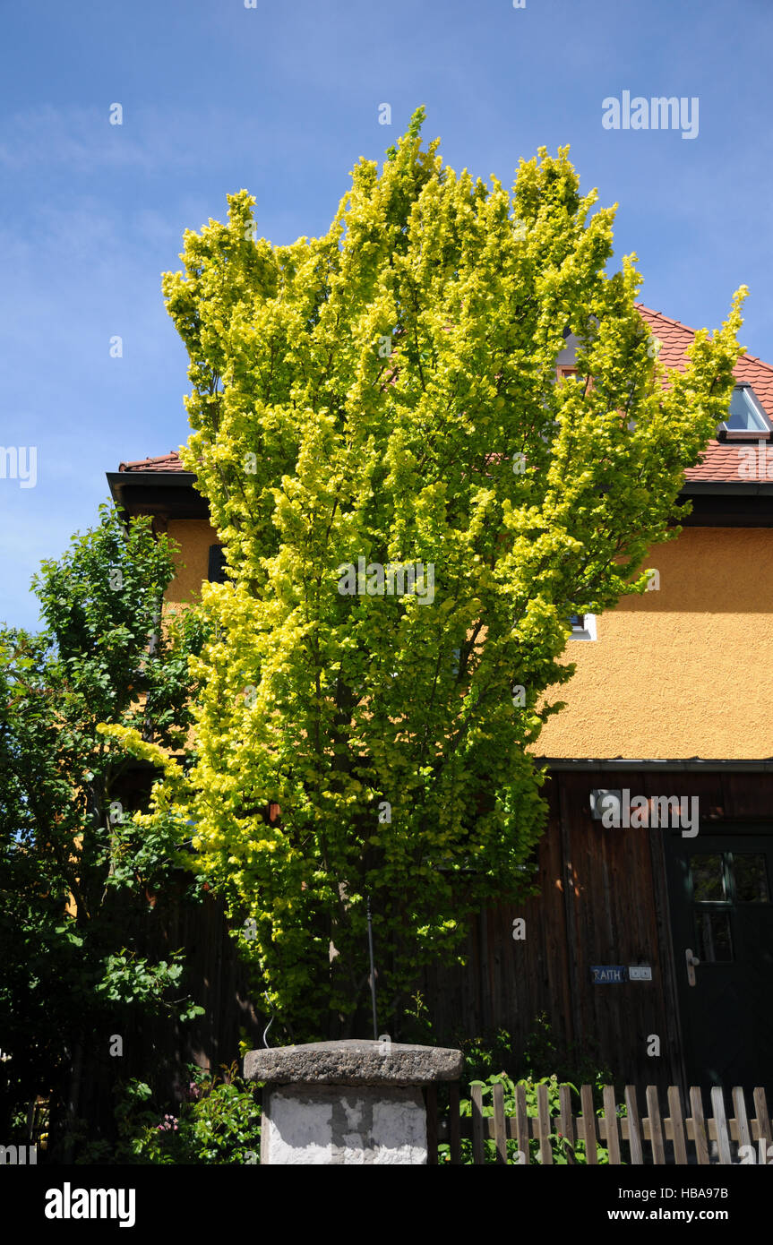 Ulmus carpinifolia Wredei, Golden elm Stock Photo Alamy